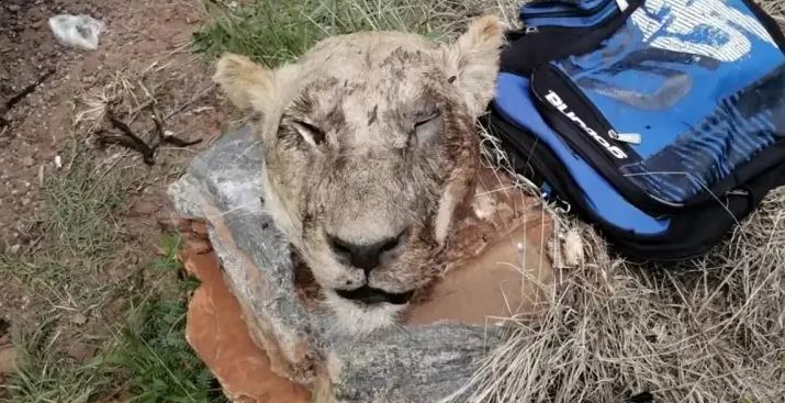 Lion head